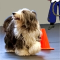 Introduction to Rally - Cynosport Style!  "Yes!  You can talk to your dog!"