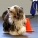 Introduction to Rally - Cynosport Style! "Yes! You can talk to your dog!"