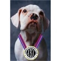 Puppy Kindergarten + AKC S.T.A.R.