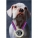 Puppy Kindergarten + AKC S.T.A.R.