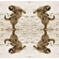 Canine Musical Freestyle
