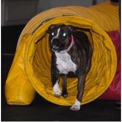 Agility II - Intro to Handling